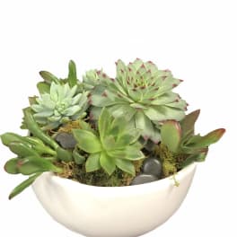 Succulent arrangement in a white bowl planter