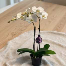 White orchid plant in a black pot with broad green leaves