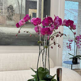 Magenta orchid arrangement in a dark pot on a table