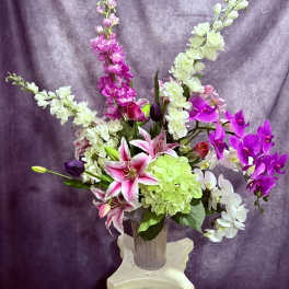 Vibrant orchids in blooms