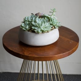 Succulent Garden