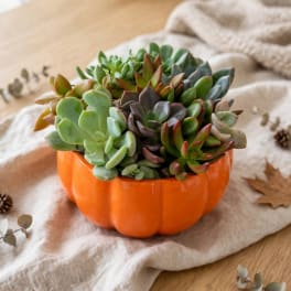 Succulent arrangement in an orange pumpkin-shaped container on a cloth