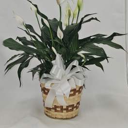 Medium Peace Lily