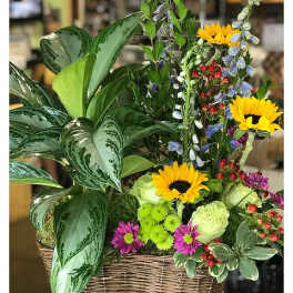 Mixed flower basket with sunflowers, mums, and leafy plants in a wicker basket