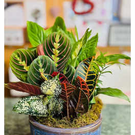 Potted croton plant in a blue ceramic bowl