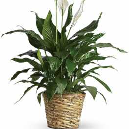 Potted peace lily plant with white blooms in a woven basket
