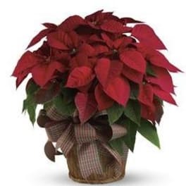 Red poinsettia plant in a woven basket with a plaid bow