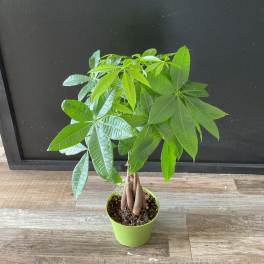 Potted money tree plant with braided trunk in a green pot