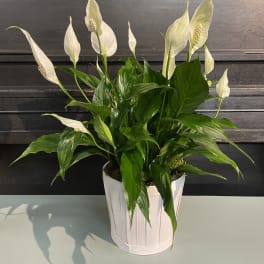 Modern Spathiphyllum Plant by BloomNation™