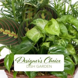 Dish garden with assorted green houseplants in a container
