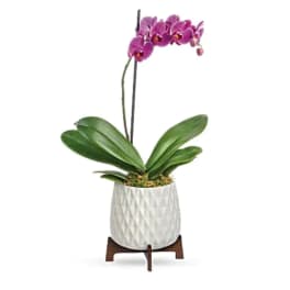 Pink orchid plant in a white textured pot on a wooden stand