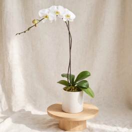 White orchid plant in a white pot on a wooden stand