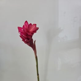 Single magenta tropical flower in a clear glass vase