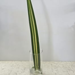 Single variegated green leaf in a clear glass vase