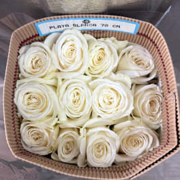 WHITE BUNDLE