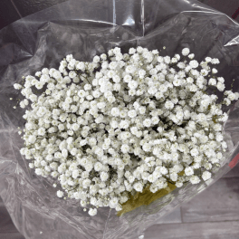 BABY BREATH BUNDLE
