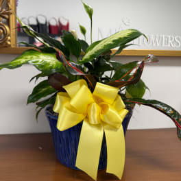 Potted green houseplant in a blue ceramic pot with a yellow ribbon