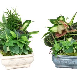 8" Assorted Dish Garden in Ceramic Planter