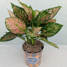 Potted aglaonema plant with pink and green speckled leaves in a decorative tin
