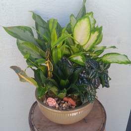 Mixed potted houseplants in a ceramic bowl planter