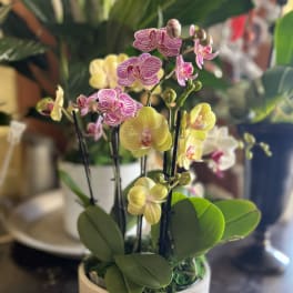 Potted orchids with pink-striped and yellow blooms in a ceramic planter