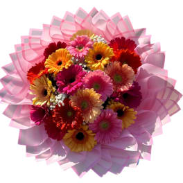 Bouquet of colorful gerbera daisies wrapped in pink paper