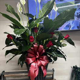 Large peace lily with fresh cuts and bow