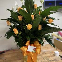 Peace lily plant with roses
