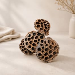 Three dried seed pods arranged on a neutral tabletop
