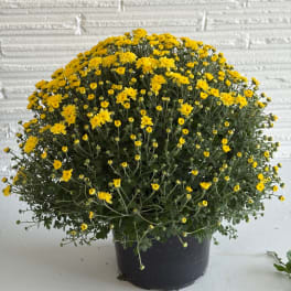 Potted plant with dense clusters of small yellow flowers