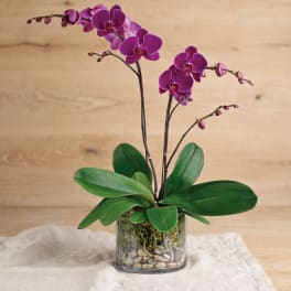Purple orchid plant in a glass vase with pebbles