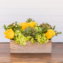 Mellow Yellow