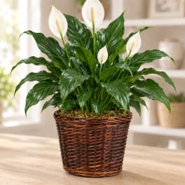 Potted peace lily with white blooms in a woven basket