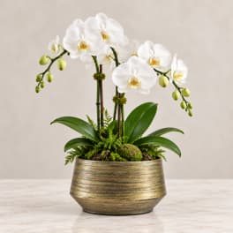 White orchid plant in a gold-toned pot with green foliage