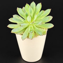 Potted green succulent in a white planter