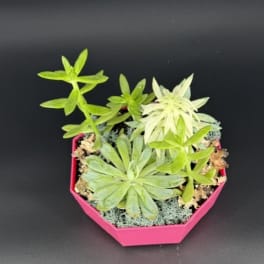 Small succulent arrangement in a pink geometric pot