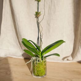 White orchid plant in a glass vase with moss