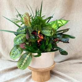 Mixed tropical foliage arrangement in a white pot on a wooden stand