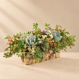 Succulent arrangement in a rectangular birch bark container with small white flowers
