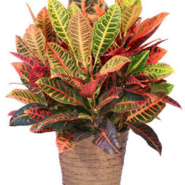 Potted croton plant with multicolored leaves in a woven basket