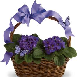 Violets and Butterflies
