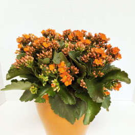 Orange flowering succulent in a terracotta pot