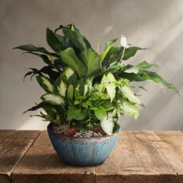 Potted green houseplant arrangement in a blue ceramic bowl