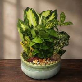 Potted tropical plant arrangement in a ceramic bowl with variegated leaves