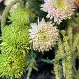 Green and pale pink chrysanthemum blooms in a close-up floral arrangement