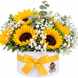 Sunflower arrangement in a white hatbox with a yellow ribbon
