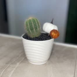 Small potted cactus with two decorative pumpkins in a white pot