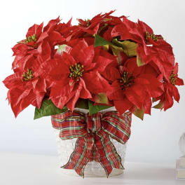 Poinsettia