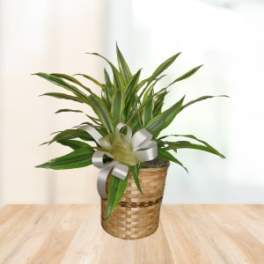 Lemon Lime Dracaena Plant