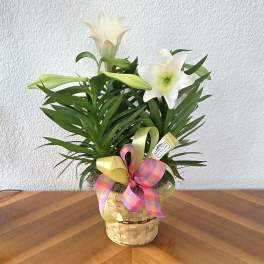 Easter Lily